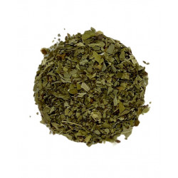 Basilic