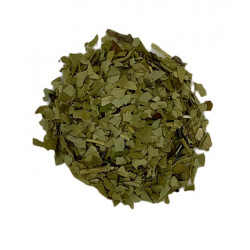 Maté vert